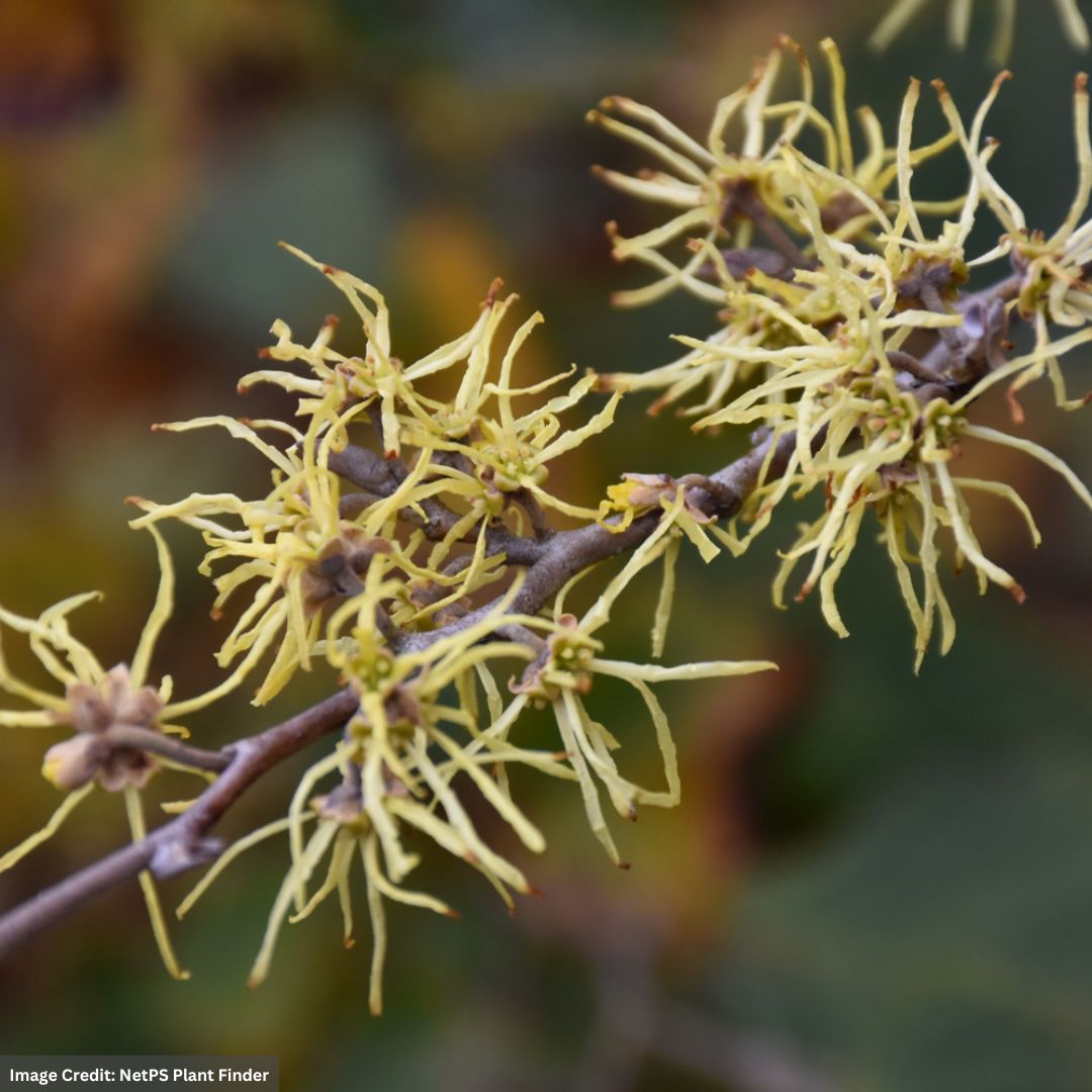 Witch Hazel – Common – #3 Container